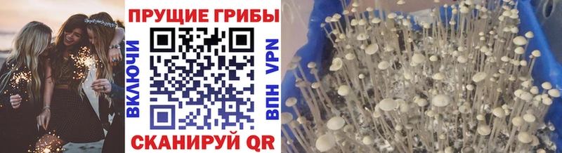 OMG сайт  Шимановск  площадка телеграм  купить наркотики цена  Галлюциногенные грибы мицелий 